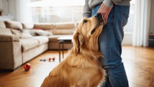 Ce que signifie le fait que votre chien vous
suive partout, selon la psychologie