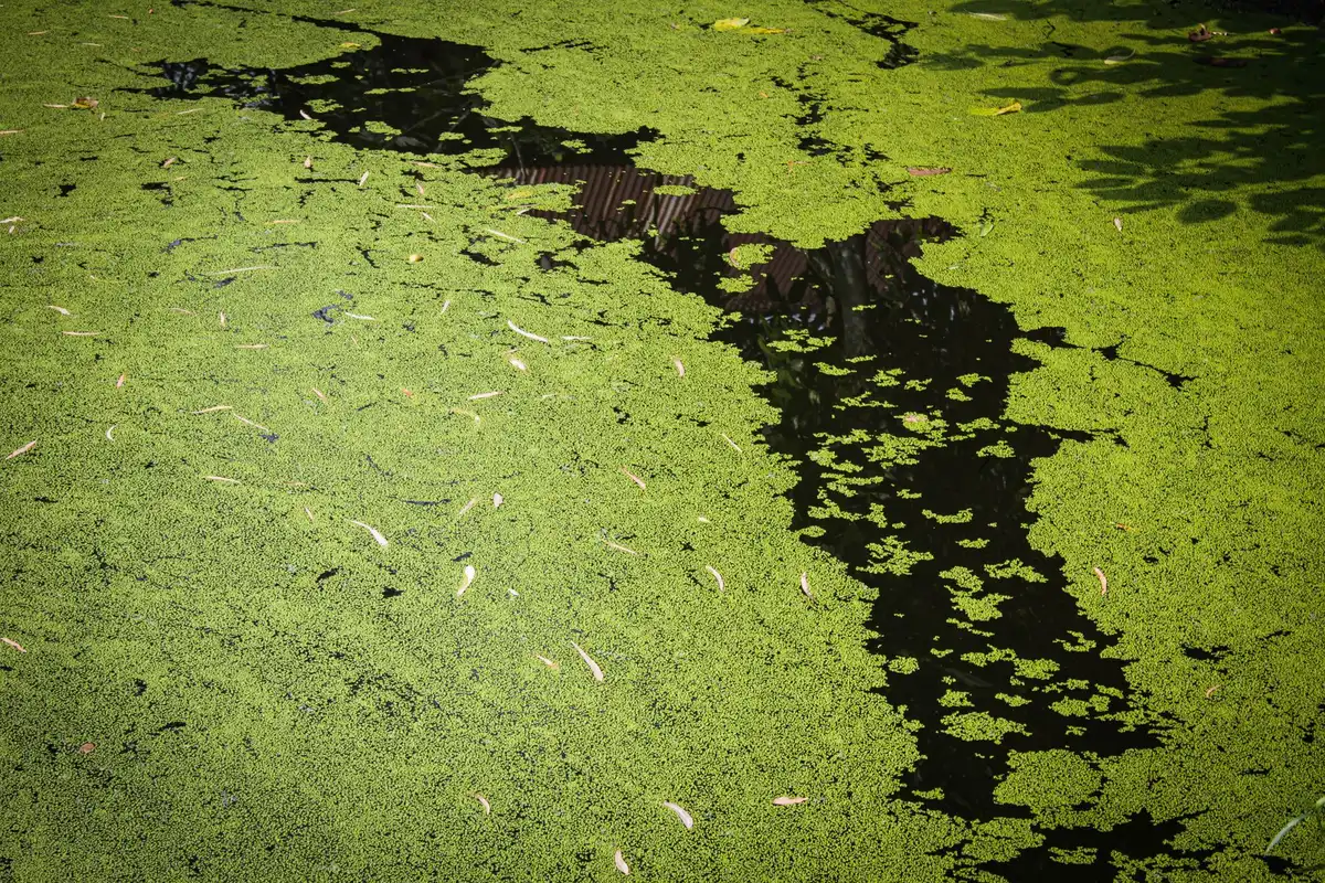 Élimination des eaux stagnantes pour éviter la reproduction des moustiques