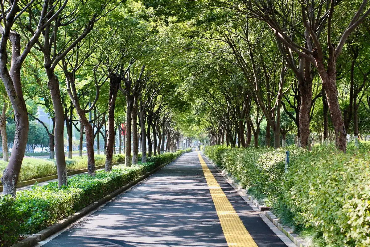 Personne cherchant de l'ombre sous les arbres lors d'une journée très chaude en ville
