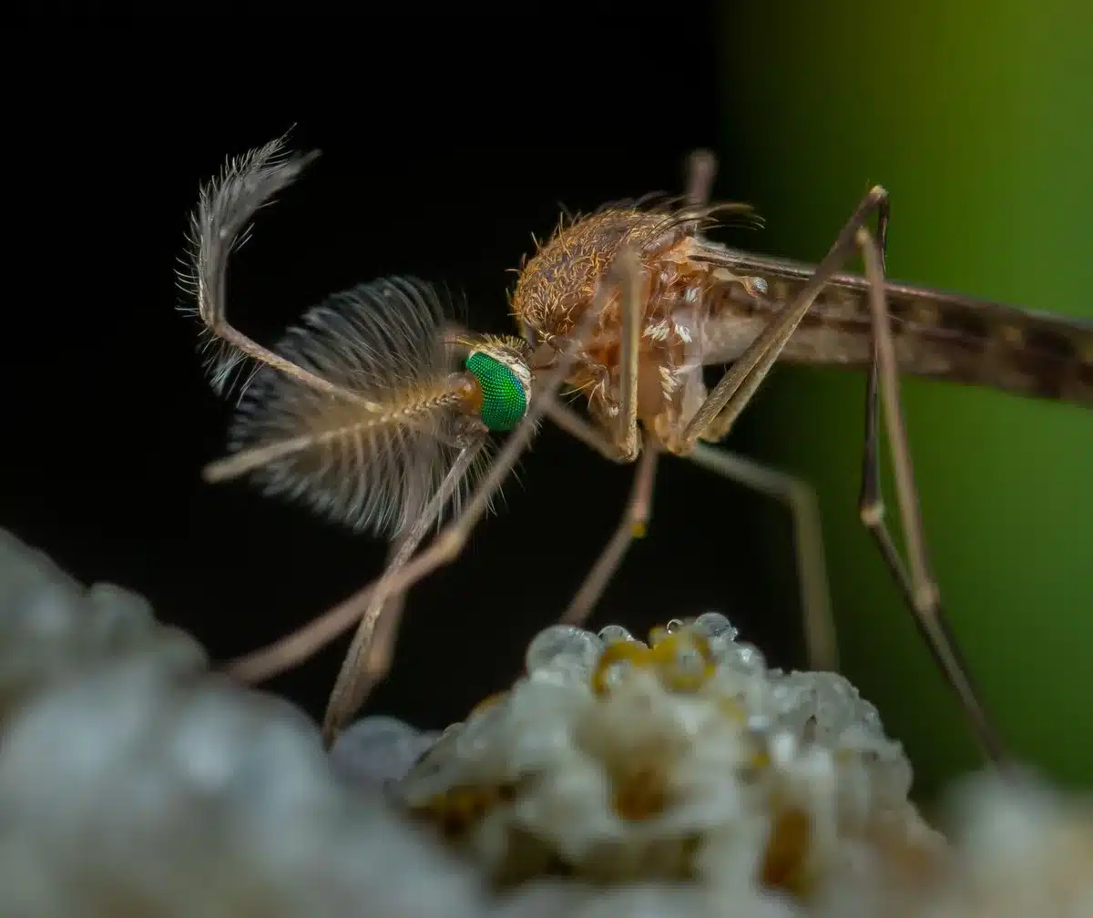 Moustique du genre Culex responsable de la transmission du virus du Nil occidental