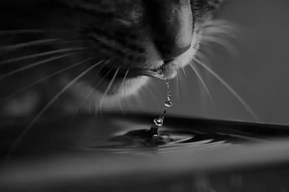 Personne âgée s'hydratant à l'intérieur frais