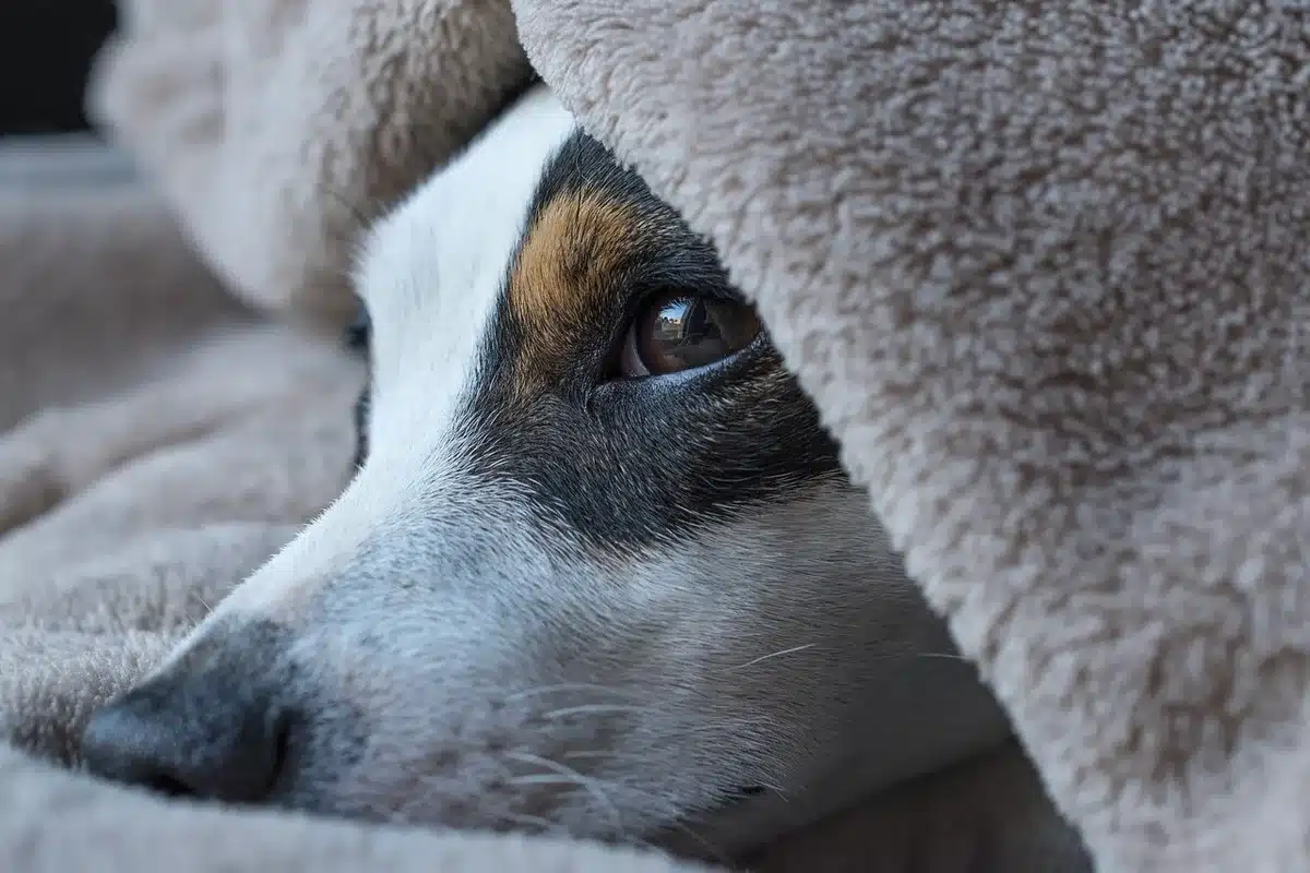 Schéma simple montrant la vasodilatation des mains et des pieds avant le sommeil