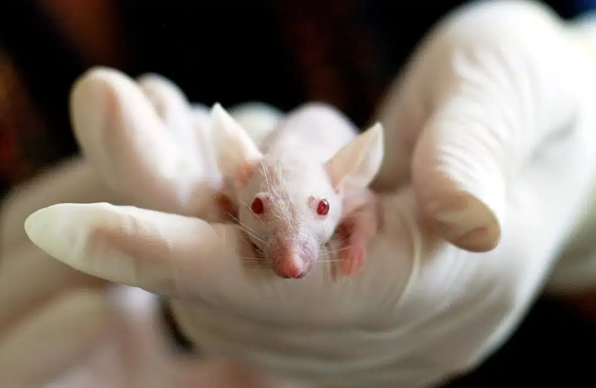 Matériel de laboratoire et documents d'essai clinique sur un plan de travail médical
