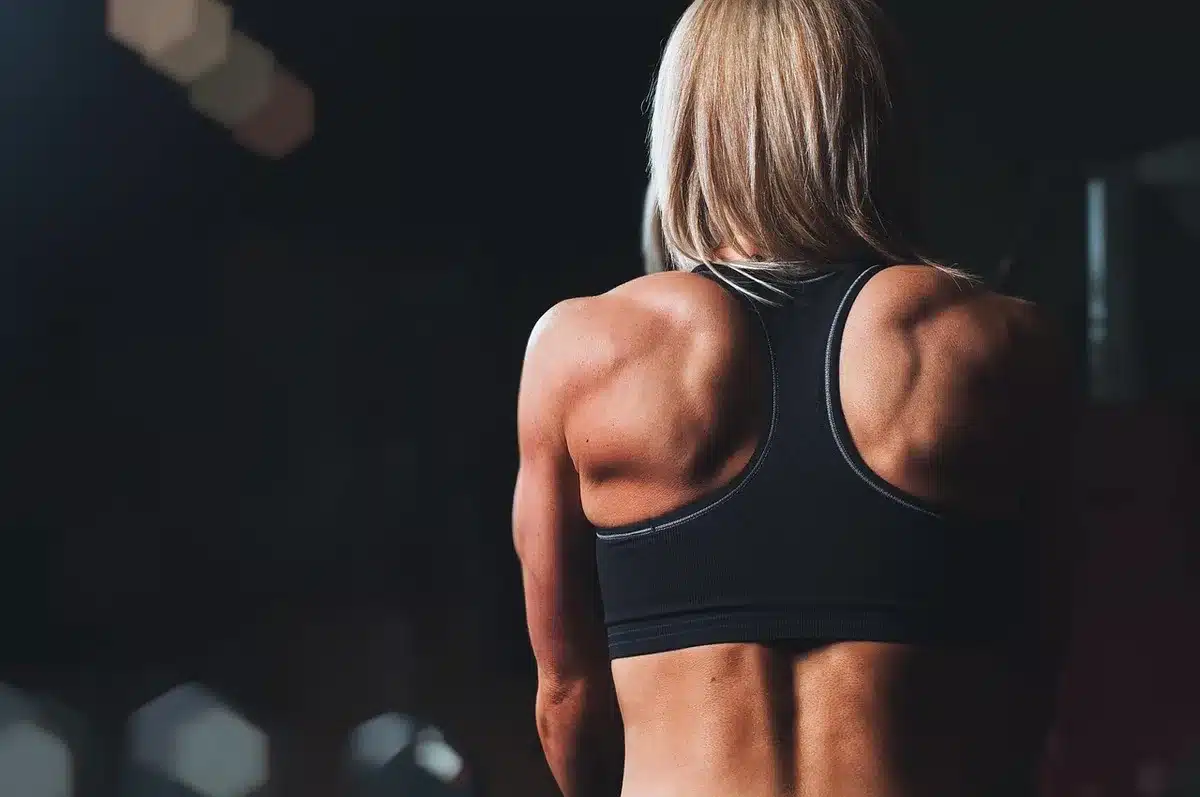 Schéma simplifié des muscles du bras montrant biceps, brachial et triceps