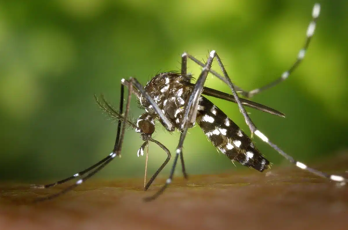 Moustique responsable de la transmission du chikungunya en zone tropicale