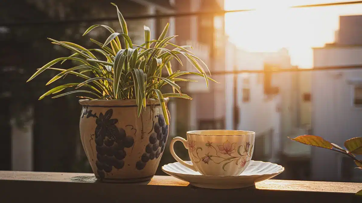 Tasse de thé vert et feuilles, illustrant les catéchines naturelles