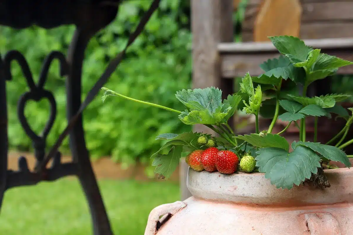 Personne vidant un seau d'eau sur une terrasse en plein jour